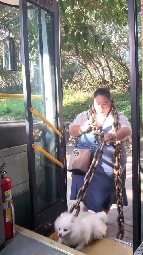 公交车能带宠物吗 