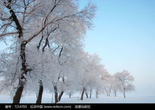 吉林雾凇岛雪地冰树林高清图片下载 红动网 