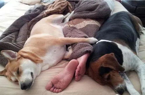 幼犬和老龄犬是否适合跟主人睡 耐性引导,狗狗和你都能安心入睡