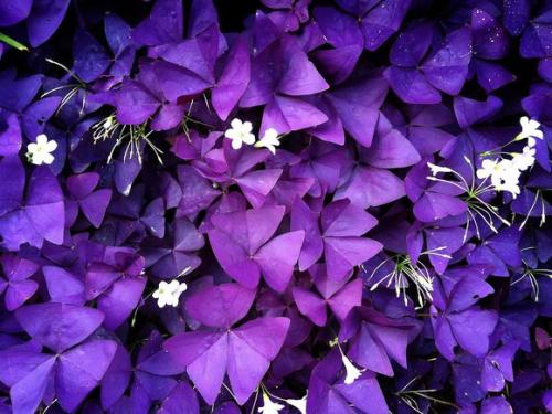 紫色三叶草代表什么 