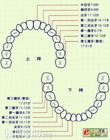 幼儿换牙过程中牙齿的名字 