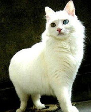 中国没有品种宠物猫 这就是中国猫进入名品时代的代表