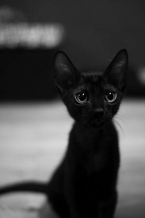 宠物猫为什么很少全黑的