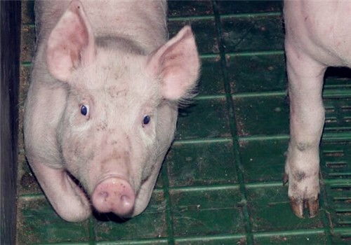 2023全国最近猪瘟情况 2023最近猪瘟又严重了吗