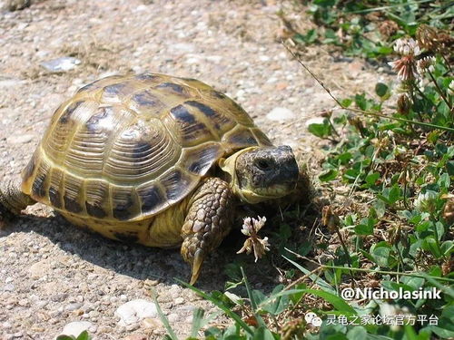 俄罗斯陆龟 四爪陆龟 的饮食习惯