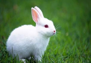 小兔子怎么养,怎样饲养小白兔