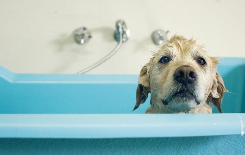 每次帮狗狗洗澡,堪比屠猪现场,狗狗怎样才会爱上洗澡