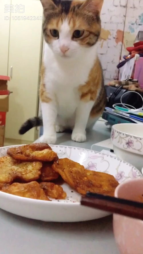 猫能吃什么人类的食物 