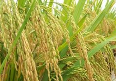 旱稻的栽培技术要点,能种小麦的地可以种旱稻吗