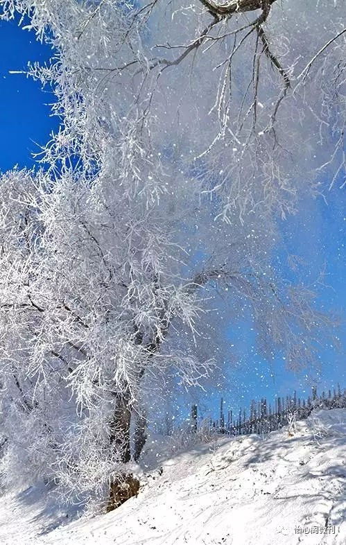 北风吹雪花飘飘图片 搜狗图片搜索