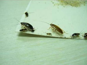 德国小蟑螂幼虫图片 搜狗图片搜索