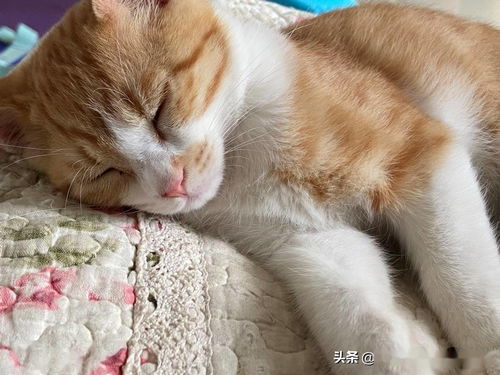 馋猫懒猫,一只又馋又懒的可爱猫