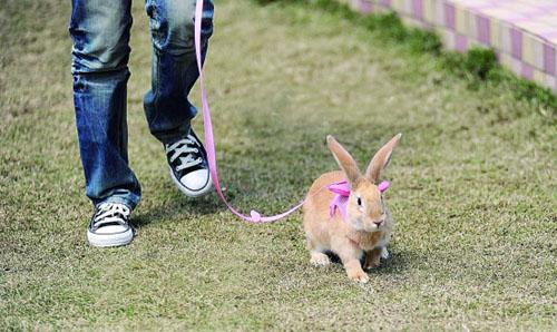兔子真的不携带狂犬病毒吗 