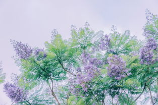 花开的故事，岁月静好的时光之旅，武则天牡丹花开的故事