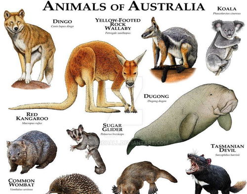 为了保护动物,澳大利亚发明自动杀猫机,希望消灭200万野猫
