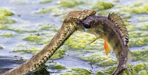 水蛇单挑大鲶鱼,怎么吞也吞不下去