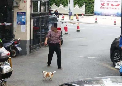 遛狗不牵绳可能会被拍 被罚 上海出台智能系统整治不文明养犬