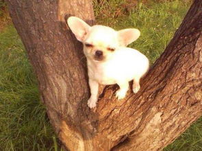 世界上最小的狗的品种,袖珍型吉娃娃狗萌化了 