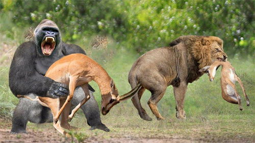 英雄动物母亲从捕食者手中救他的婴儿 狮子 斑马 狒狒 斑羚 