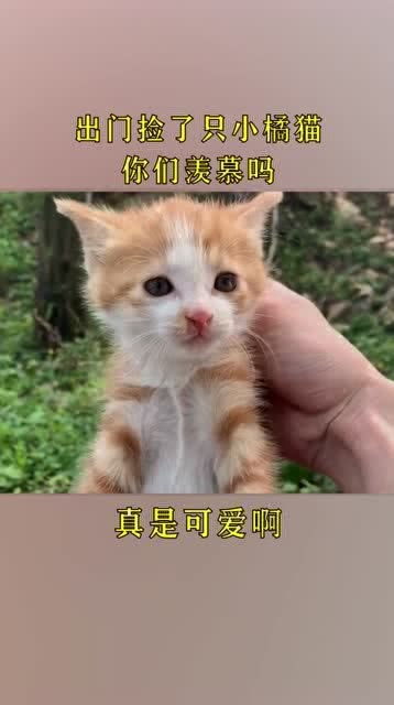 出门捡了只小橘猫,这运气你们羡慕吗 