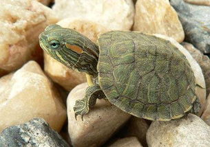 9月买的巴西龟能直接放水里吗？