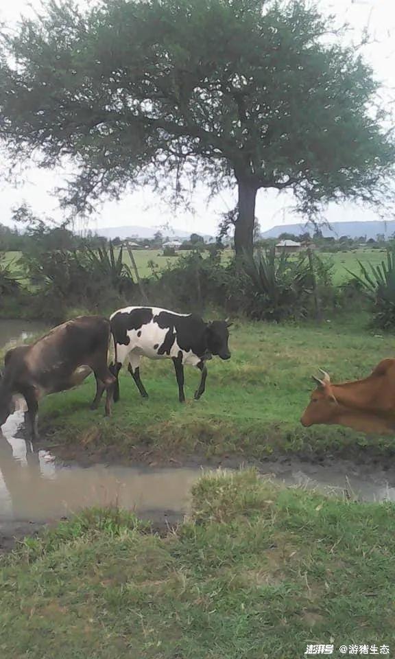 现代化进程中肯尼亚农村的牧牛人