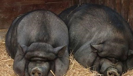 黑猪和普通猪肉营养有多大差别 天天吃猪肉,你未必知道正确答案