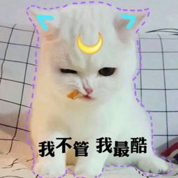 2018qq带字头像可爱猫咪呆萌搞笑 梦里不知身是客一晌贪欢