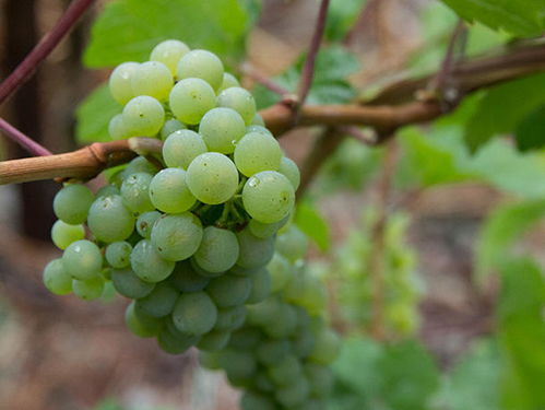 报名 柏悦酒店盛大品鉴酒展 探索全球的德国经典白葡萄品种 