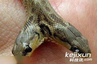 双头蛇打架厮咬 组图盘点全球十大罕见连体动物 