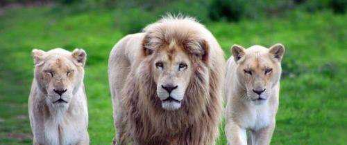 老虎和狮子谁更厉害 网友 烫头的是打不过纹身的