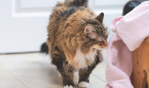 你以为猫闻你的臭袜子是因为喜欢你 别天真了,其实猫另有目的