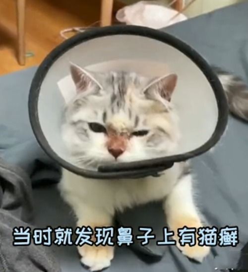 猫咪平时喜欢钻鞋子,被传染得了猫癣,喵 你有脚气不早说