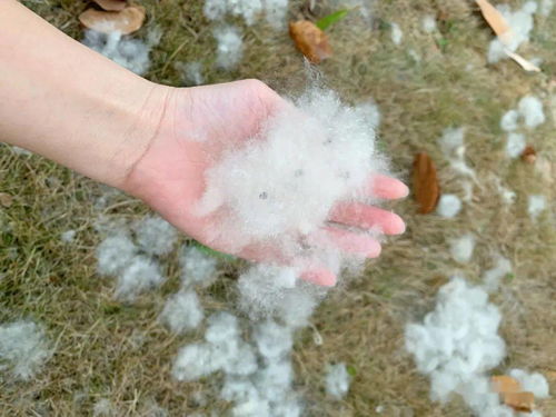 惠州惊现 夏日飞雪 奇观 专家这样提醒...