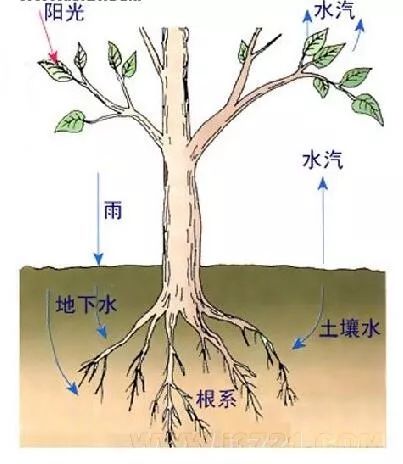 小的吊树怎么弄好看 吊树的正确方法