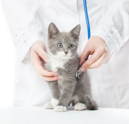 宠物趣闻 猫咪打完疫苗食欲不好