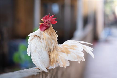 属鸡 生肖鸡 属鸡的今年多大 属鸡的属相婚配表 属鸡的几月出生最好 属鸡的和什么属相最配 十二生肖 