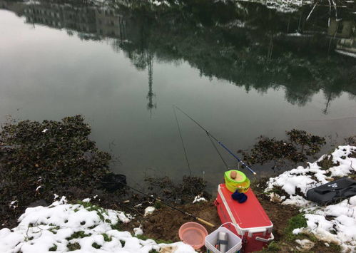 冬季钓鱼到底是晴天好还是雨天好 选对天气才能钓得更多