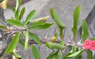 据说这些植物会带来不利的风水,你家有吗 