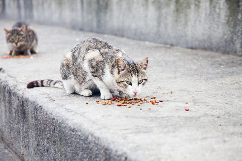 不要盲目的去喂养流浪猫