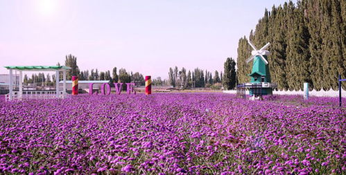 烟讯！伊宁市鲜花批发指南，探索本地香烟鲜花市场“烟讯第32141章” - 4 - 680860香烟网