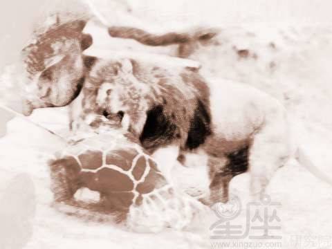 梦见狮子打猎 周公解梦之梦到狮子打猎