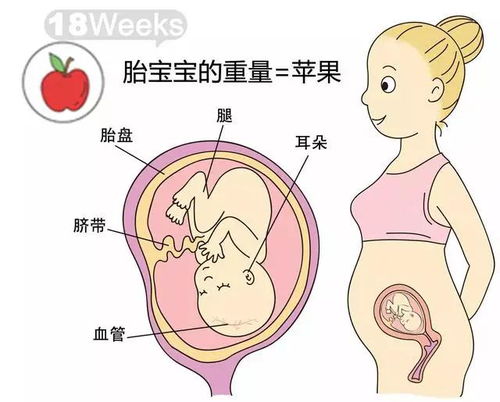 孕期1 40周,胎儿到底有多大