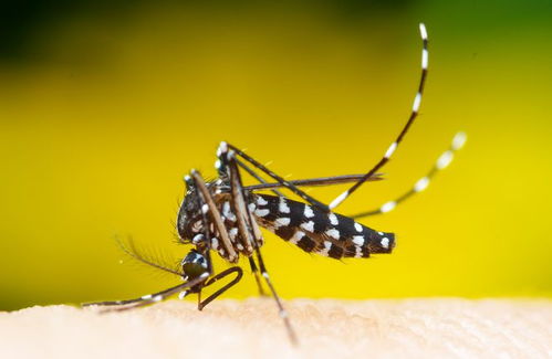 如何避免被蚊子叮咬 这些方法让你轻松摆脱它们的骚扰