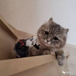 铲屎官给猫咪穿上小裙子,猫咪好像有点不开心 