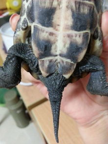 花龟和草龟公母鉴别 