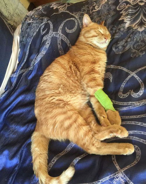 收养六个月的橘猫得了猫瘟,一天500元的治疗费用,只因不忍放弃