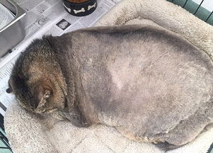 美国肥猫惨遭遗弃 动物保护组织助其减肥
