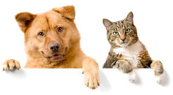 前脚搭在上面的狗和猫白底高清图片动物素材下载 