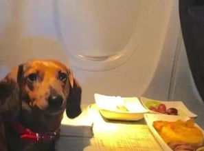 狗狗坐飞机 有机票就是可以为所欲为 